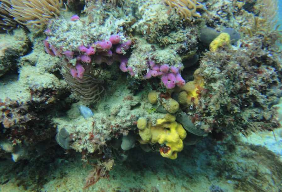 Acquatica Scuba ASD