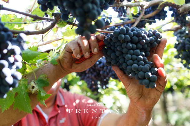 Cantina Frentana Rocca san Giovanni 