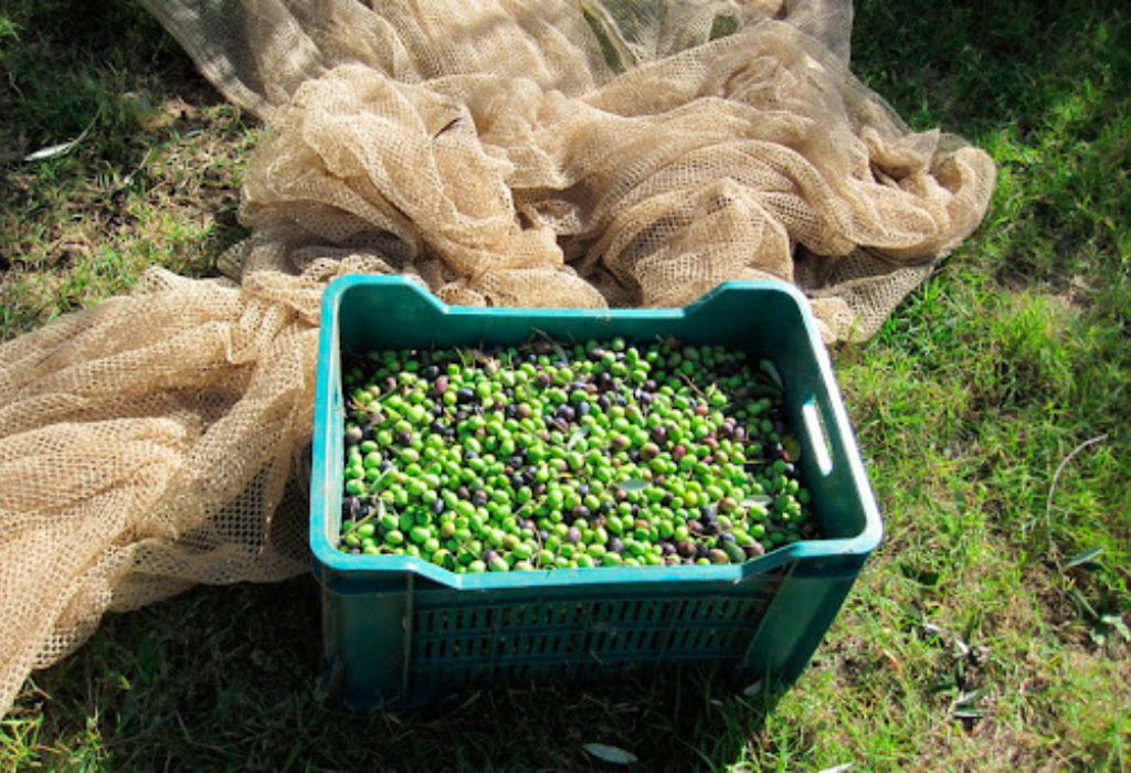 FRANTOIO D'ALESSANDRO