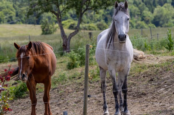 Fattoria la Guardata Torricella Peligna